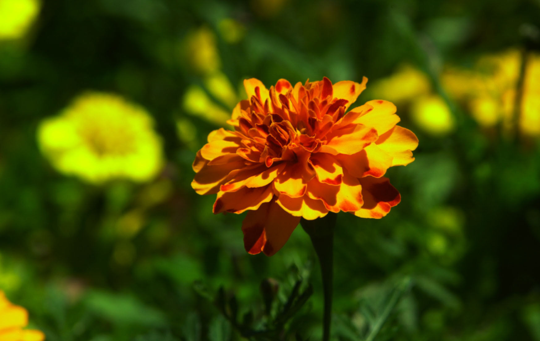 Nine best bets for summer annuals (copy)